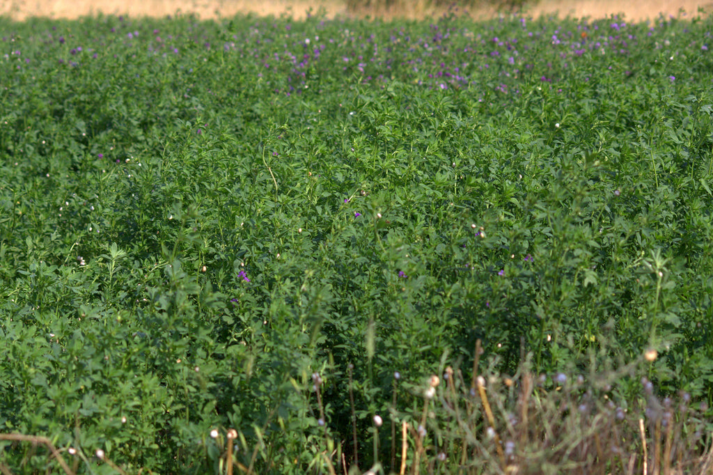 Prosementi Yonca Tohumu