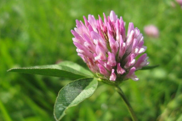 Prosementi Yonca Tohumu